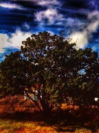 Low angle view of trees against cloudy sky