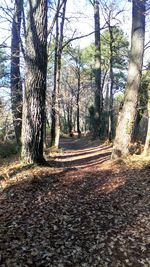 Trees in forest