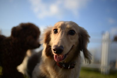 Close-up of golden retriever against sky