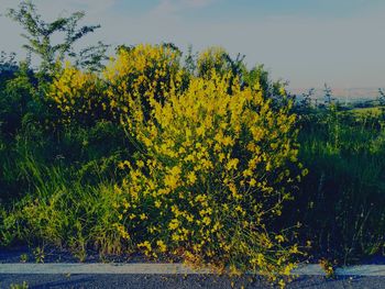 Yellow plants against sky