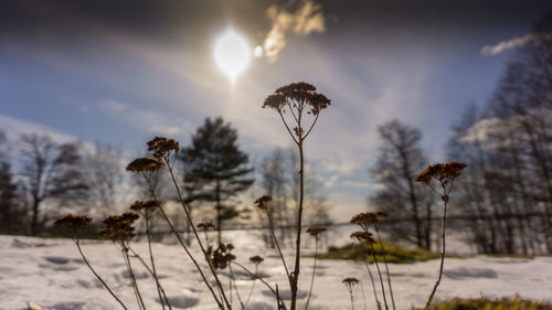 Plants on snow covered land against sky during sunset