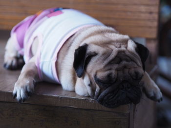 Close-up of a dog sleeping on wood