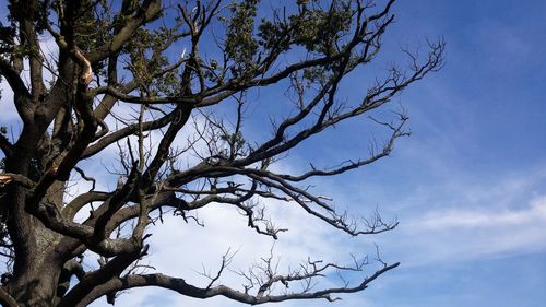 Low angle view of bare trees against sky