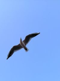 Low angle view of seagulls flying in sky