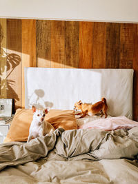 Dog sleeping on bed at home