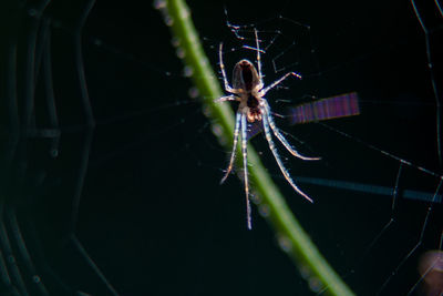 Spider on web