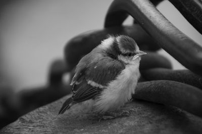 Close-up of bird perching outdoors