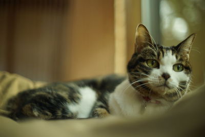 Close-up portrait of a cat