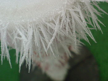 Close-up of snowflakes on plants