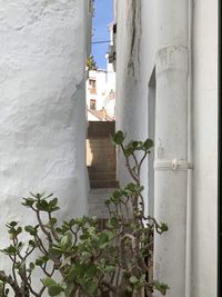 Potted plant against white wall of building