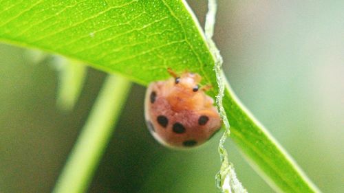 Close-up of insect on leaf
