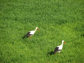 View of birds on grass