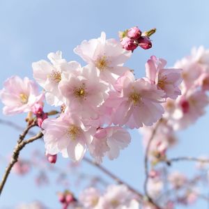 Low angle view of cherry blossoms against sky
