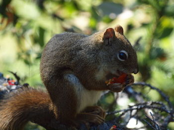 Close-up of squirrel