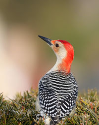 Red-bellied woodpecker