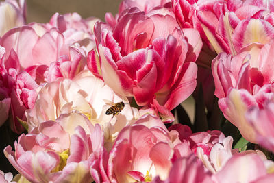 Close-up of honey bee on pink flowers