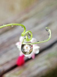 Close-up of flower bud