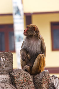 Close-up of monkey sitting carved rocks