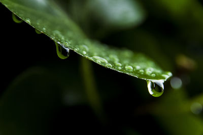 Close-up of water drops on leaves
