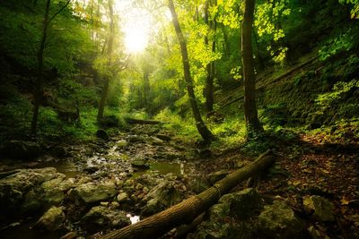 Scenic view of stream amidst trees in forest