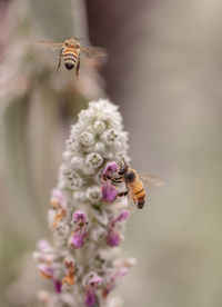 Close-up of bee pollinating on flower