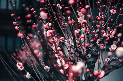 Close-up of red flowering plant