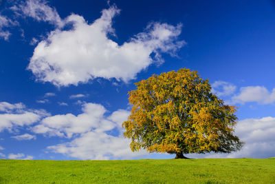 Tree on field against sky