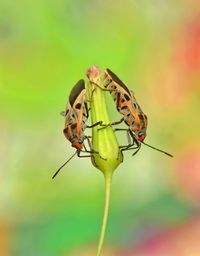 Close-up of butterfly perching on plant