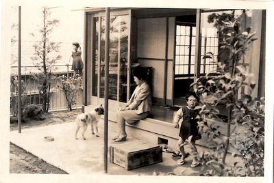 High angle view of dog standing by window