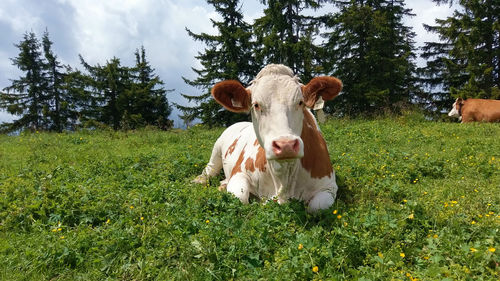 Portrait of a horse on field