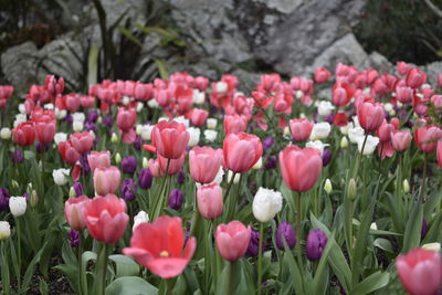 Close-up of pink tulips blooming on field