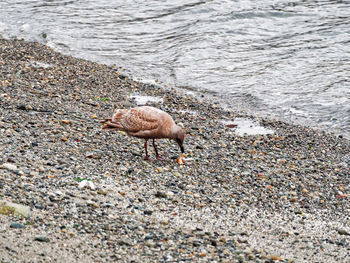 Bird on beach