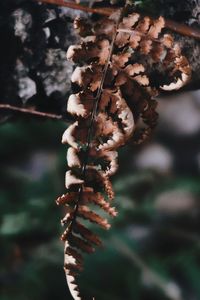 Close-up of dry plant