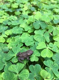 Close-up of lizard on plant
