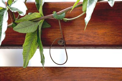 Close-up of plant hanging on wood