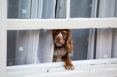 Portrait of dog sitting on window