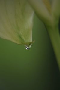 Close-up of water drop on leaf