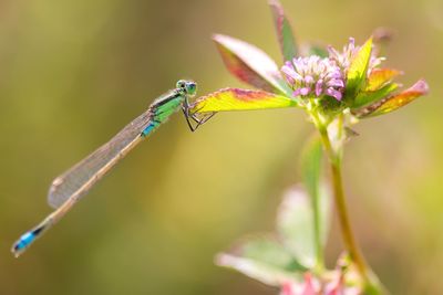 Close-up of insect on flower