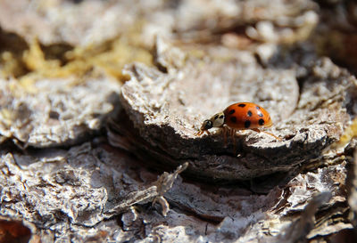 Close-up of ladybug on rock