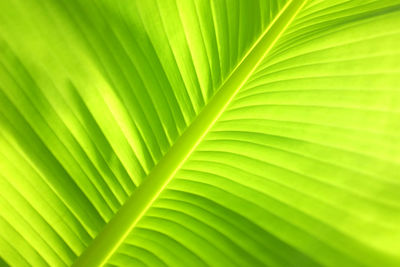 Top view a beautiful detail line pattern of tropical a fresh green banana leave.