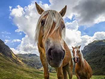 Horse standing on field against mountain