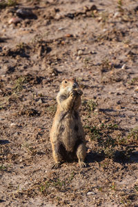 Prairie dog on field