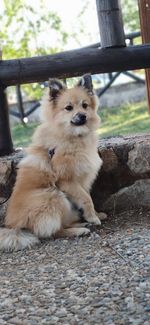 Portrait of dog relaxing outdoors