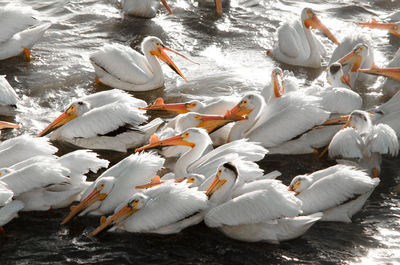 High angle view of swans swimming in lake