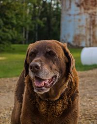 Portrait of a dog