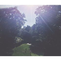 Trees growing on landscape