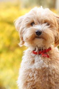 Close-up portrait of dog