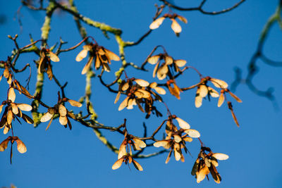 Low angle view of flowering plant against clear blue sky