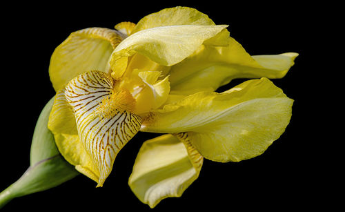Close-up of yellow rose flower against black background