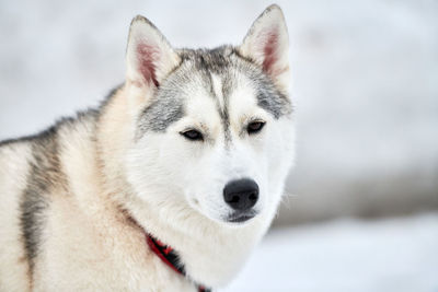 Husky sled dog face, winter background. siberian husky dog breed outdoor muzzle portrait